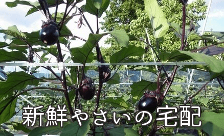 新鮮野菜の宅配