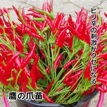 ナンバン苗 鷹の爪苗 2本植えの画像