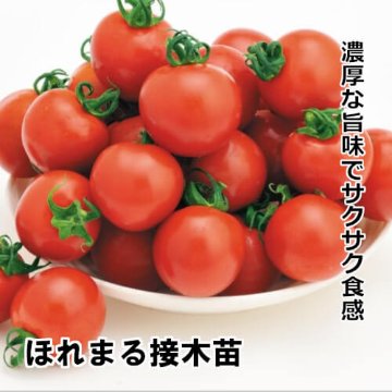 ミニトマト苗 ほれまる接木苗の画像