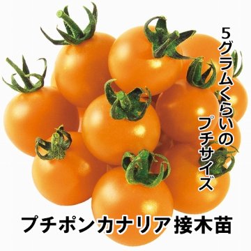 ミニトマト苗 プチポンカナリア 接木苗の画像