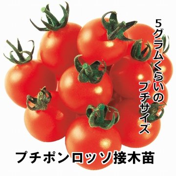 ミニトマト苗 プチポンロッソ 接木苗の画像