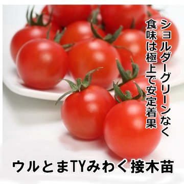 ミニトマト苗  TYみわく接木苗の画像