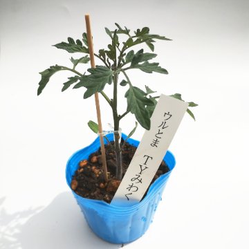 トマト苗  TYみわく接木苗の画像