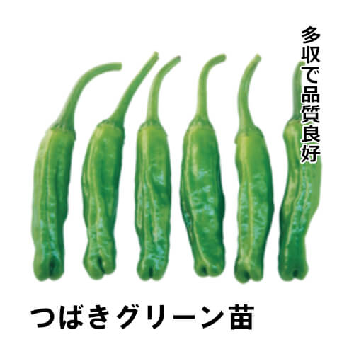 シシトウ苗 つばきグリーン苗の画像