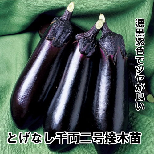 ナス苗 とげなし千両二号 接木苗の画像