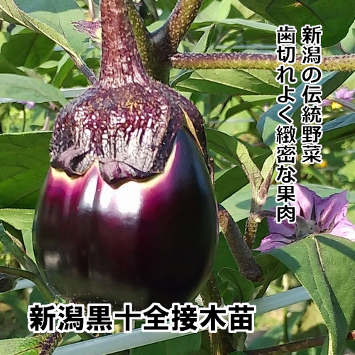 ナス苗 新潟黒十全 接木苗の画像