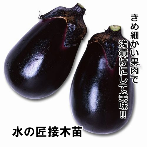 ナス苗 水の匠 接木苗の画像