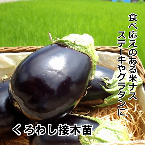 ナス苗 くろわし 接木苗の画像