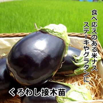 ナス苗 くろわし 接木苗の画像