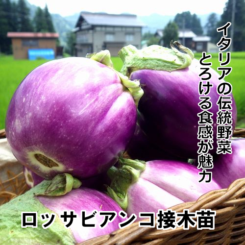 ナス苗 ロッサビアンコ 接木苗の画像