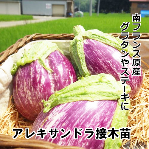 ナス苗 アレキサンドラ 接木苗の画像