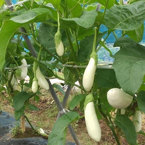 ナス苗 越後しろなす 接木苗の画像