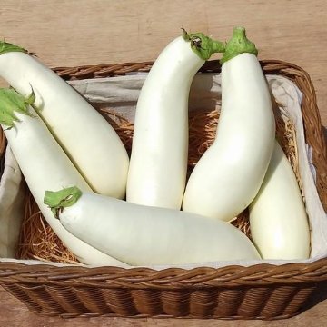 ナス苗 越後しろなす 接木苗の画像