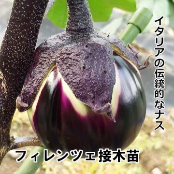 ナス苗 フィレンツェ 接木苗の画像
