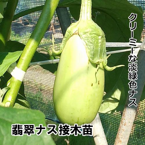 ナス苗 翡翠ナス 接木苗の画像