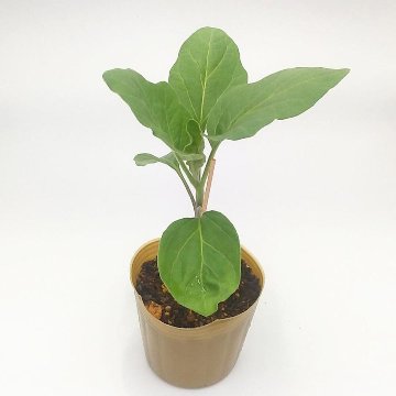 ナス苗 翡翠ナス 接木苗の画像