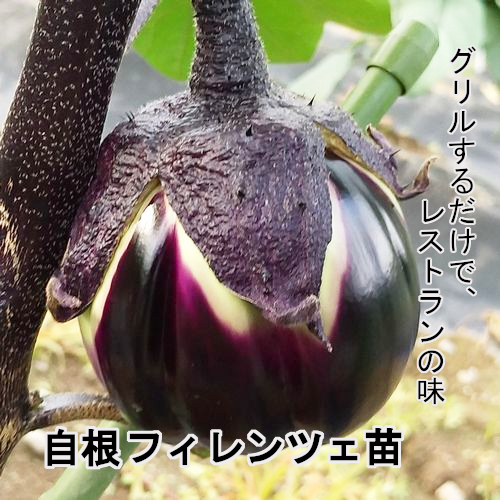 ナス苗 自根 フィレンツェ苗の画像