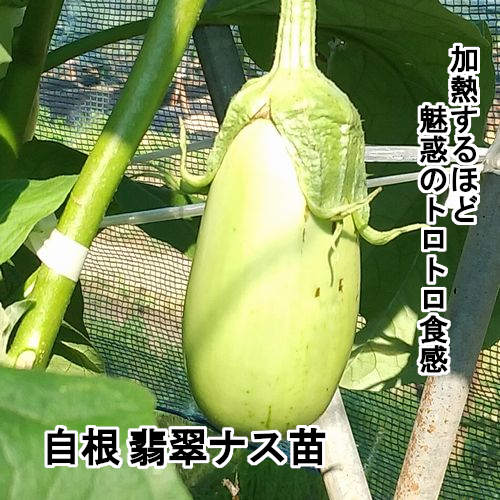 ナス苗 自根 翡翠ナス苗の画像