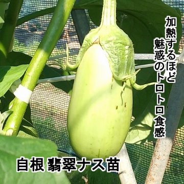ナス苗 自根 翡翠ナス苗の画像