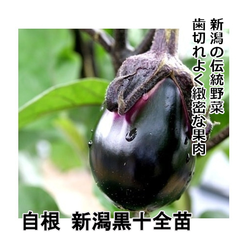 ナス苗 自根 新潟黒十全苗の画像