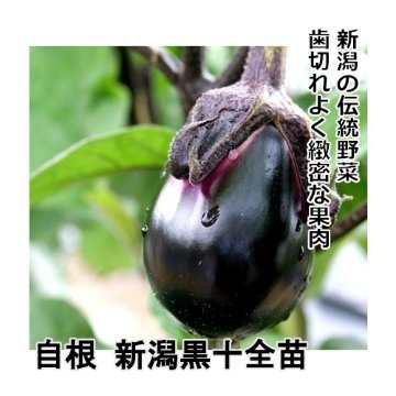 ナス苗 自根 新潟黒十全苗の画像