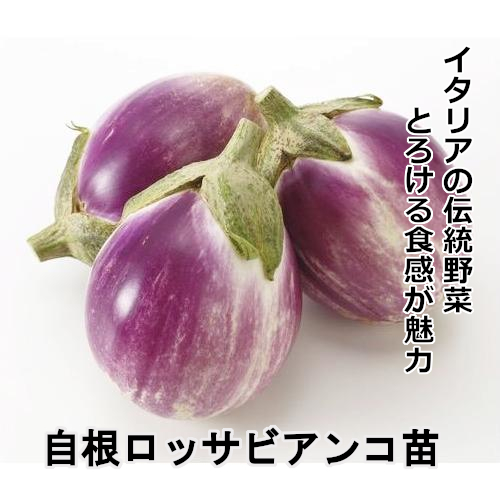 ナス苗 自根 ロッサビアンコ苗の画像