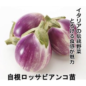 ナス苗 自根 ロッサビアンコ苗の画像
