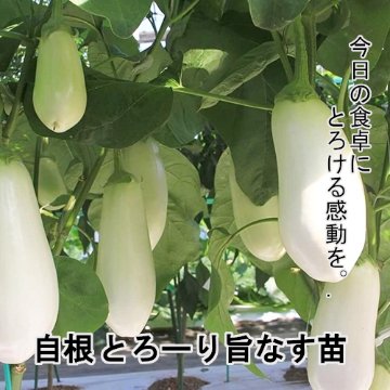 ナス苗 自根 とろーり旨なす苗の画像
