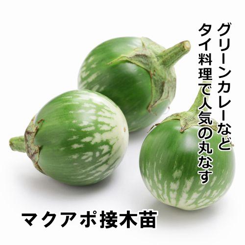 ナス苗 マクアポ 接木苗の画像