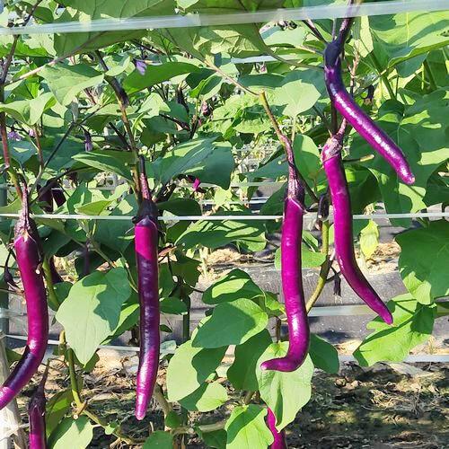 ナス苗 マー坊 接木苗の画像