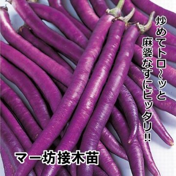 ナス苗 マー坊 接木苗の画像