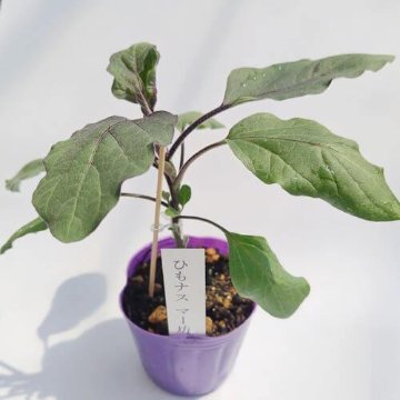 ナス苗 マー坊 接木苗の画像