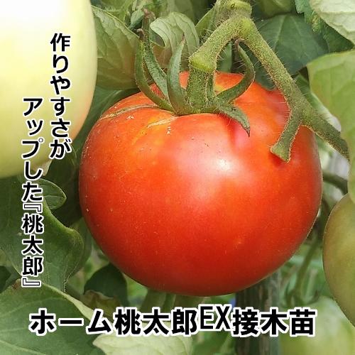 トマト苗 ホーム桃太郎EX 接木苗の画像