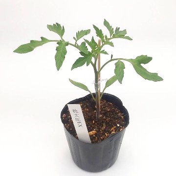 トマト苗 ホーム桃太郎EX 接木苗の画像