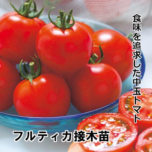 トマト苗 フルティカ 接木苗の画像