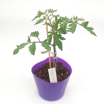 トマト苗 フルティカ 接木苗の画像