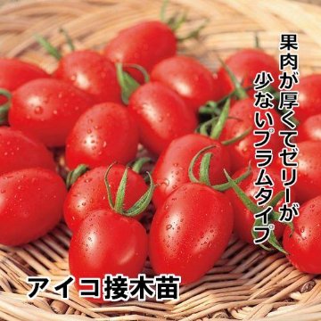 トマト苗 アイコ 接木苗の画像