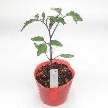 トマト苗 アイコ 接木苗の画像