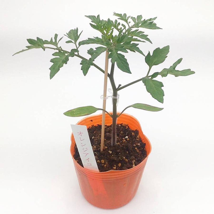 トマト苗 オレンジアイコ 接木苗の画像