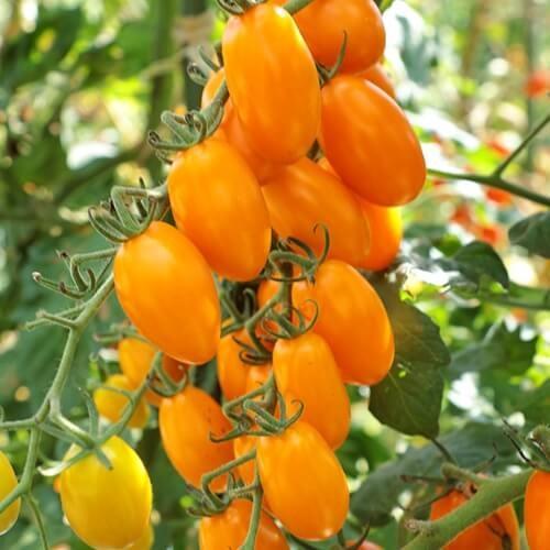 トマト苗 オレンジアイコ 接木苗の画像