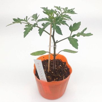 トマト苗 オレンジアイコ 接木苗の画像