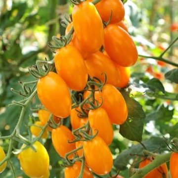 トマト苗 オレンジアイコ 接木苗の画像