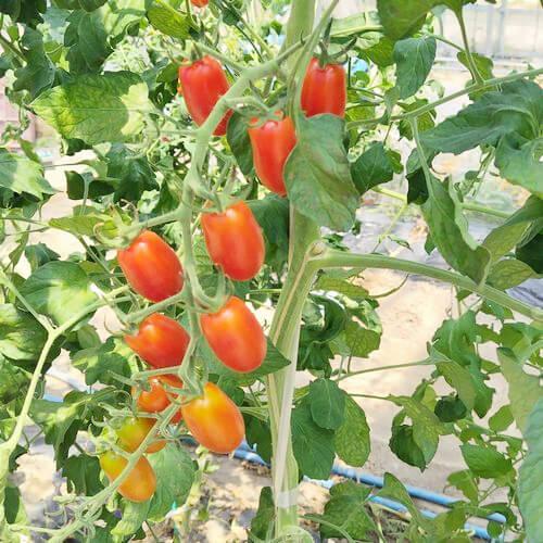 トマト苗 プリンセスアイコ 接木苗の画像