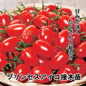 トマト苗 プリンセスアイコ 接木苗の画像