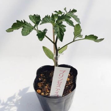 トマト苗 プリンセスアイコ 接木苗の画像