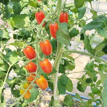 トマト苗 プリンセスアイコ 接木苗の画像