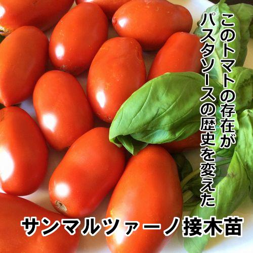 トマト苗 サンマルツァーノ接木苗の画像