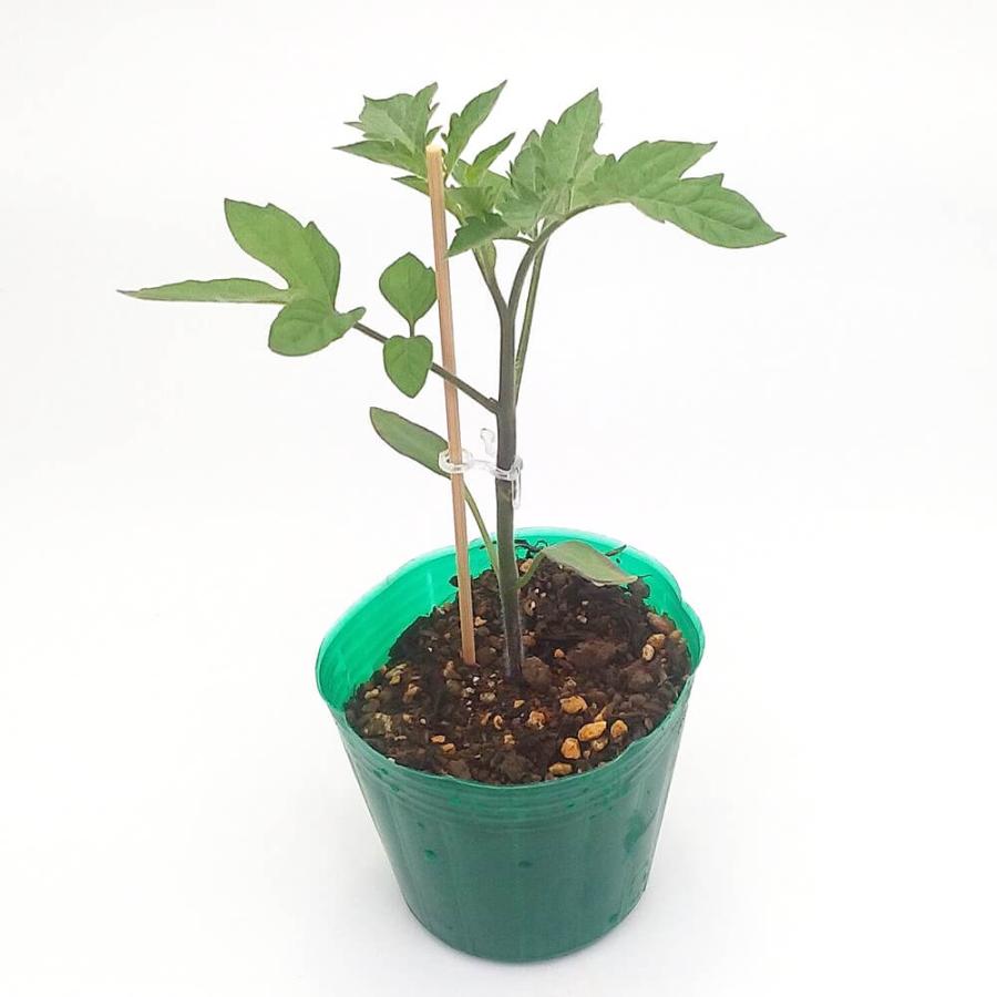 トマト苗 サンマルツァーノ接木苗の画像