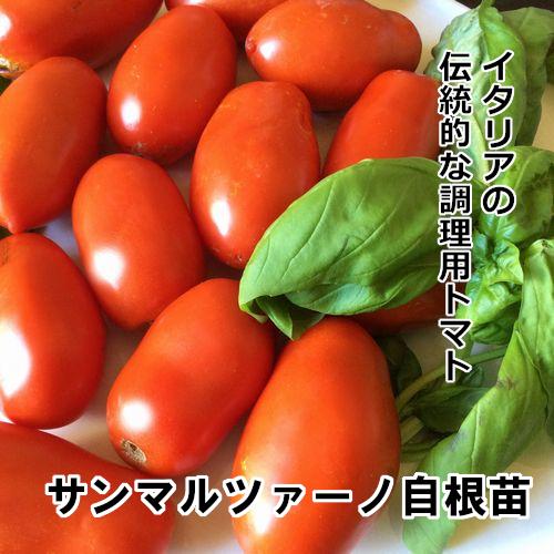 トマト苗 自根 サンマルツァーノ苗の画像
