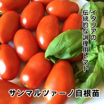 トマト苗 自根 サンマルツァーノ苗の画像